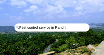 Search for pest control service in ranchi